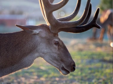 New Zealand deer with majestic antlers, ethical source of rare deer velvet for Roanga ATU supporting natural regeneration and vitality
