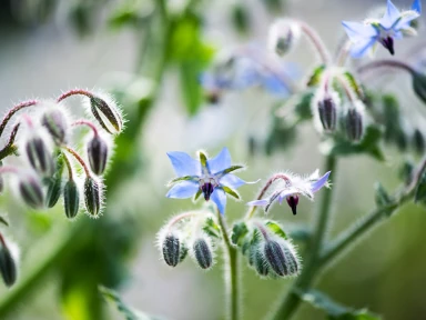 Borage flowers with their characteristic blue color, a rich source of GLA for hormonal balance and skin health in Roanga ATU