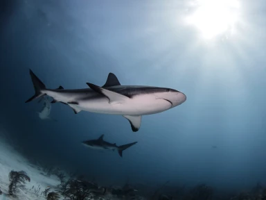 Sharks swimming in clean deep waters, a source of high-quality marine collagen used in Roanga ATU to support skin health and connective tissues