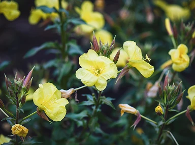 Yellow evening primrose flowers, valuable source of essential fatty acids and GLA in Roanga ATU for hormonal balance and skin health support