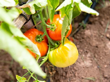 Ripening tomatoes on the plant, natural source of lycopene in Roanga ATU for cell protection against oxidative stress and cardiovascular health support