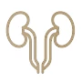 Kidney & Urinary Tract Health