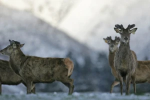 Free-ranging deer on New Zealand pastures with majestic mountains in the background, symbolizing the natural origin of deer velvet