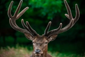 Majestic stag with fully developed antlers against green background, a symbol of strength and vitality in nature