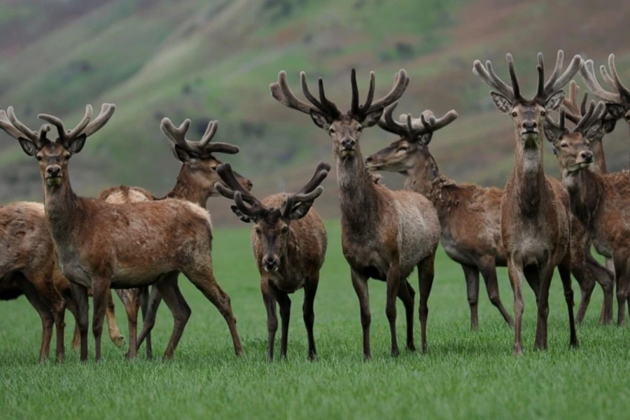 Herd of New Zealand deer with magnificent velvet antlers on natural pasture, highlighting the ethical and natural origin of Roanga Planet products