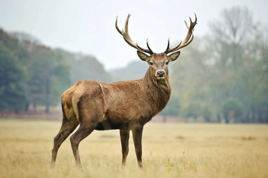 Majestic stag with fully developed hard antlers in natural landscape, demonstrating the growth cycle from velvet to hardened structure