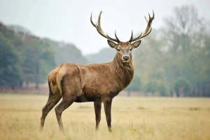 Majestic stag with fully developed hard antlers in natural landscape, demonstrating the growth cycle from velvet to hardened structure