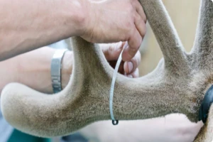 Gentle collection of deer velvet under veterinary supervision, demonstrating the ethical and humane approach to harvesting this valuable natural resource