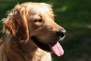 Healthy and vital golden retriever, symbolizing natural approach to pet health care that may include bioactive compounds from deer velvet to support mobility and vitality