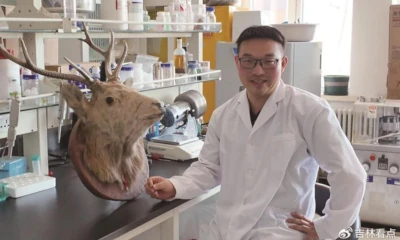 Scientific research of deer velvet